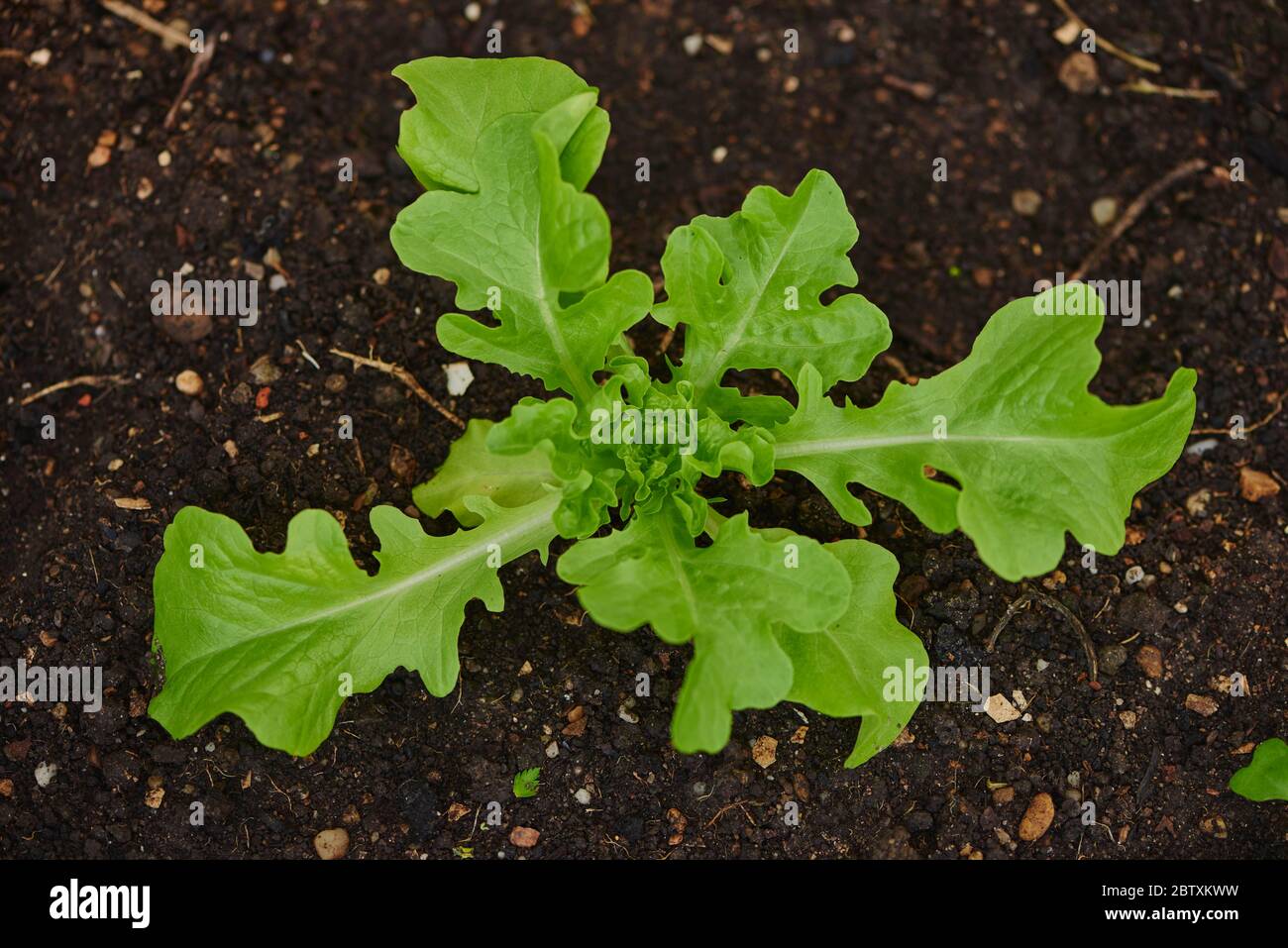 La laitue (Lactuca sativa var. Capitata) plante dans un jardin, Haut-Palatinat, Bavière, Allemagne, Europe Banque D'Images