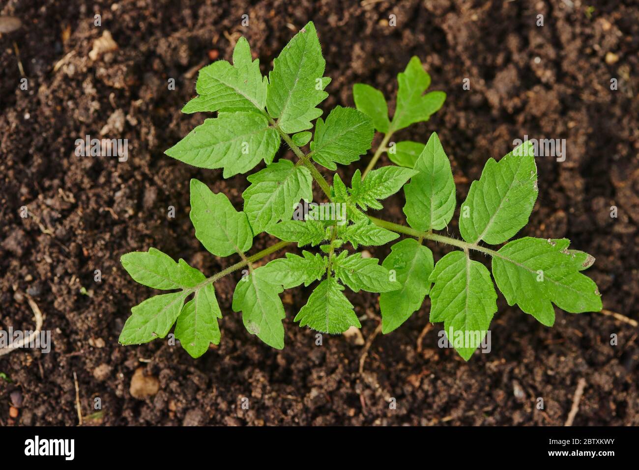Plants de tomates (Solanum lycopersicum) en serre, Haut-Palatinat, Bavière, Allemagne, Europe Banque D'Images