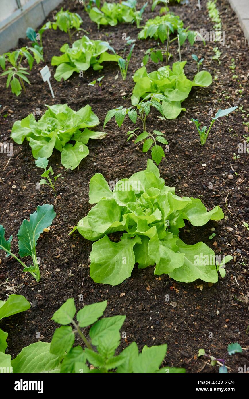 Laitue (Lactuca sativa var. Capitata) dans un jardin, Haut-Palatinat, Bavière, Allemagne, Europe Banque D'Images