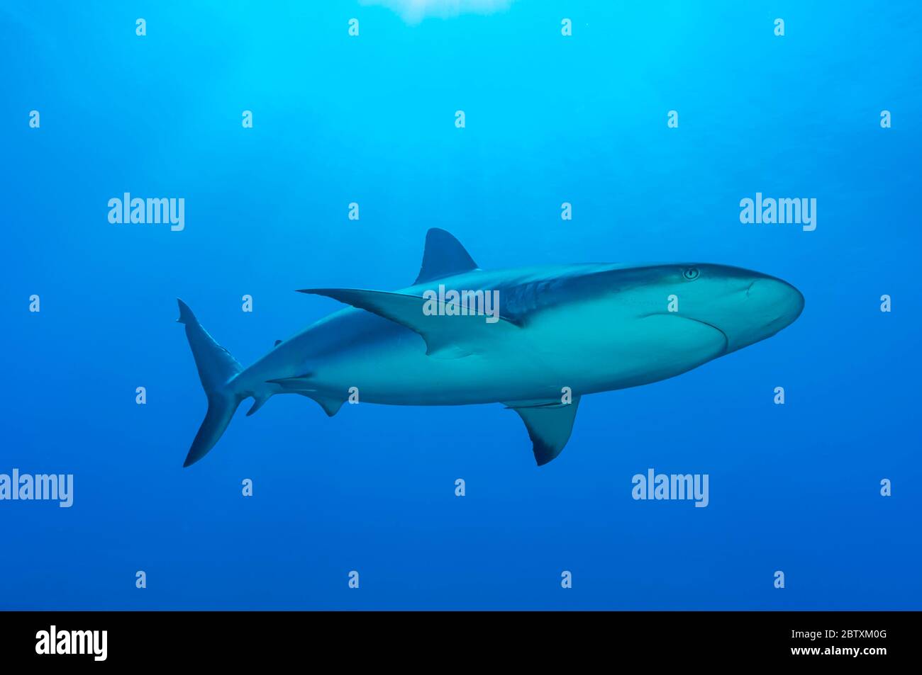 Requin noir (Carcharhinus limbatus), eau bleue, Océan Atlantique, Caraïbes, Bahamas Banque D'Images