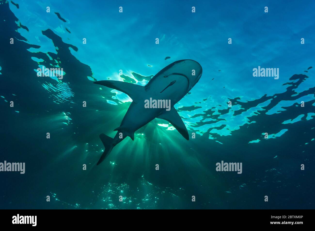 Requin noir (Carcharhinus limbatus), sous la surface de l'eau, lumière du soleil, Océan Atlantique, Caraïbes, Bahamas Banque D'Images
