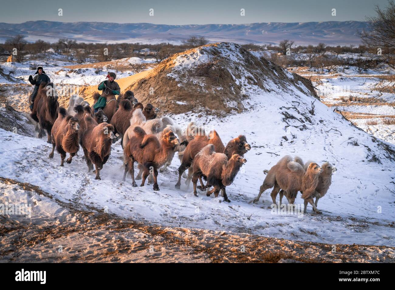 Chameau avec troupeau de chameaux, chameaux de Bactrian (Camelus bactrianus) marchant dans la neige à travers le désert de Gobi, Oemnoe-Gobi-Aimag, Mongolie Banque D'Images