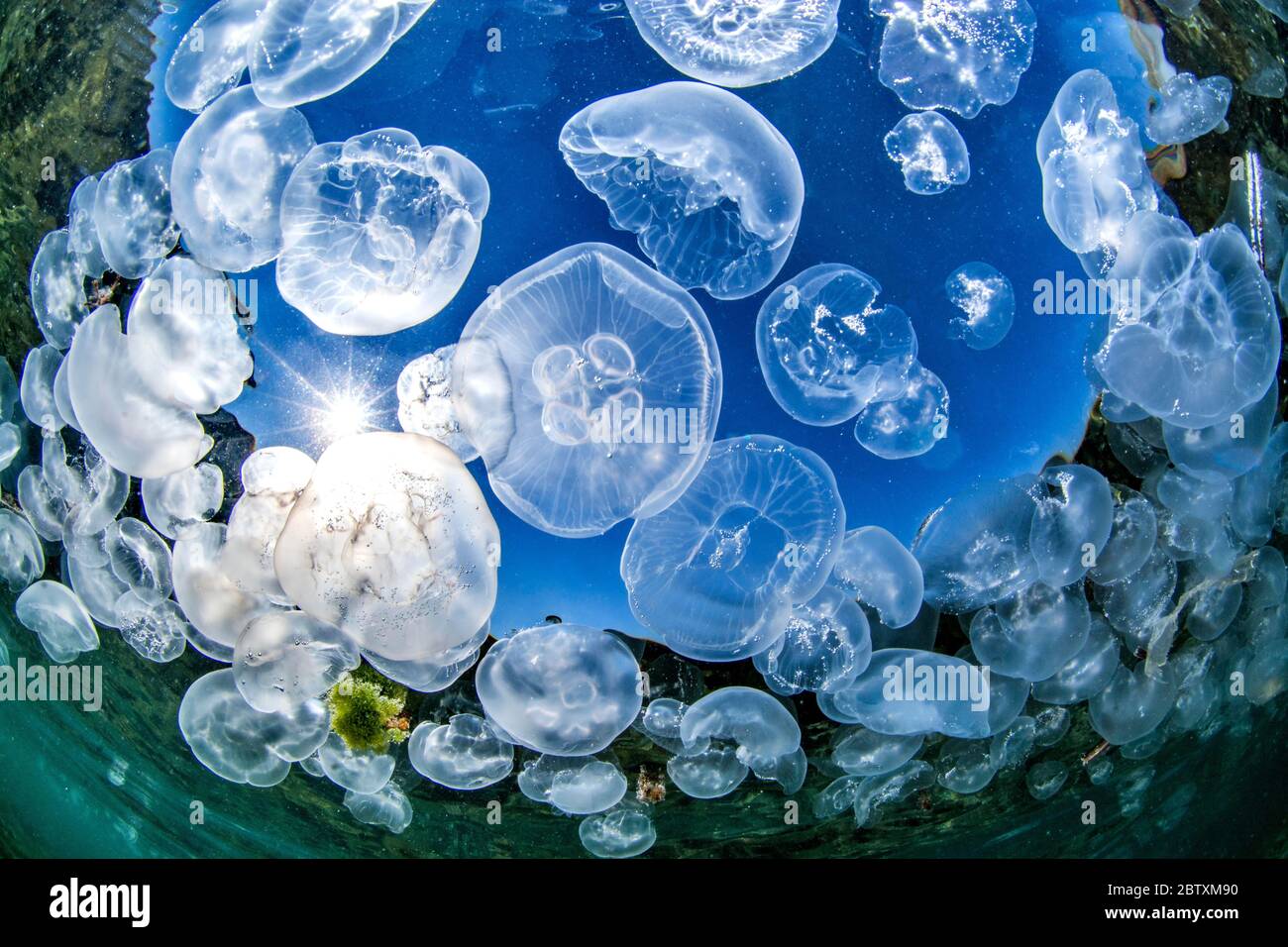 École de méduses communes (Aurelia aurita) sur le sentier sous-marin de la baie Yildizkoy, réserve marine de l'île Gokceada, Turquie Banque D'Images