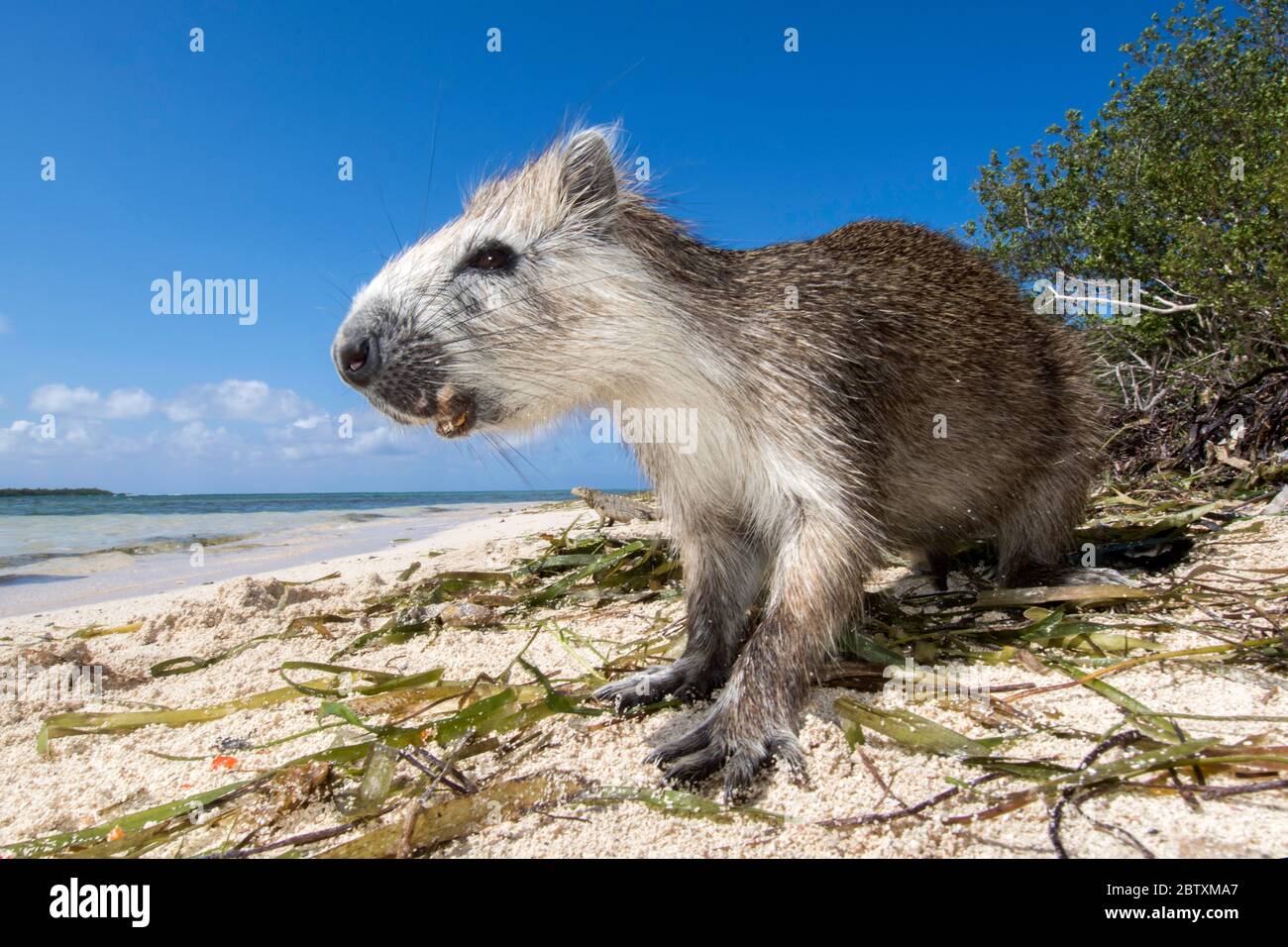 L'hutia de Desmarest (Capromys pilorides) sur la plage, Parc National de la Marine Reine, Cuba Banque D'Images