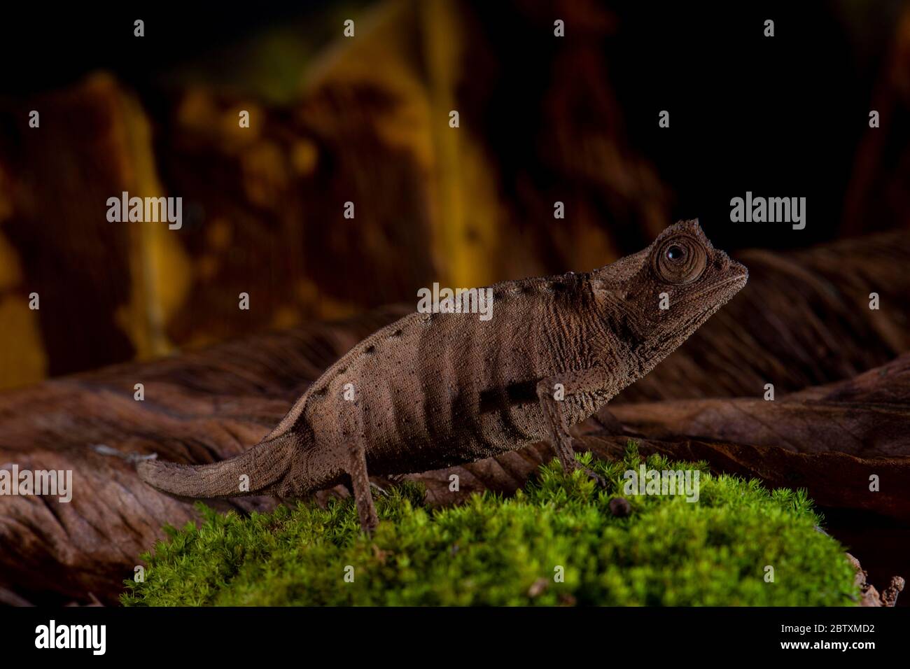 Feuille plaquée de caméléon (Brookesia stumpffi) sur des mousses dans les forêts sèches, à Madagascar Ouest, Madagascar Banque D'Images