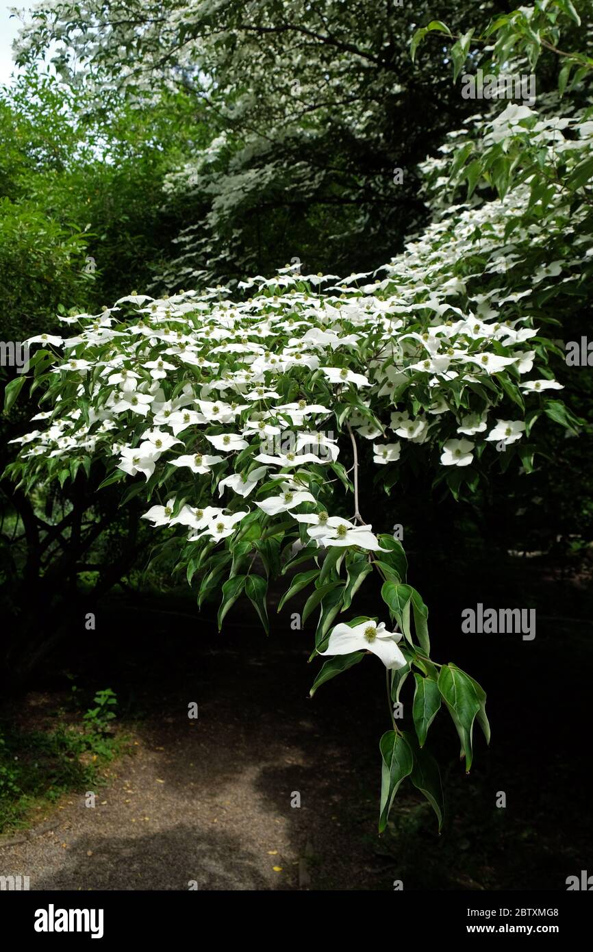 Cornus kousa Hance Banque D'Images
