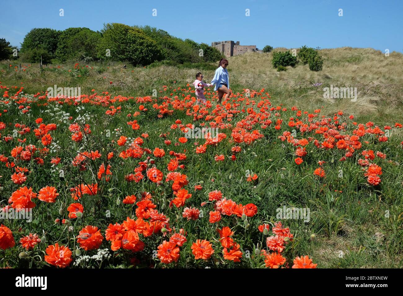Je Han et sa fille Sofie Han, 4 ans, marchent à travers un champ de coquelicots près de la forteresse côtière du château de Bamburgh dans le Northumberland, comme on rappelle au public de pratiquer la distanciation sociale après la détente des restrictions de verrouillage. Banque D'Images