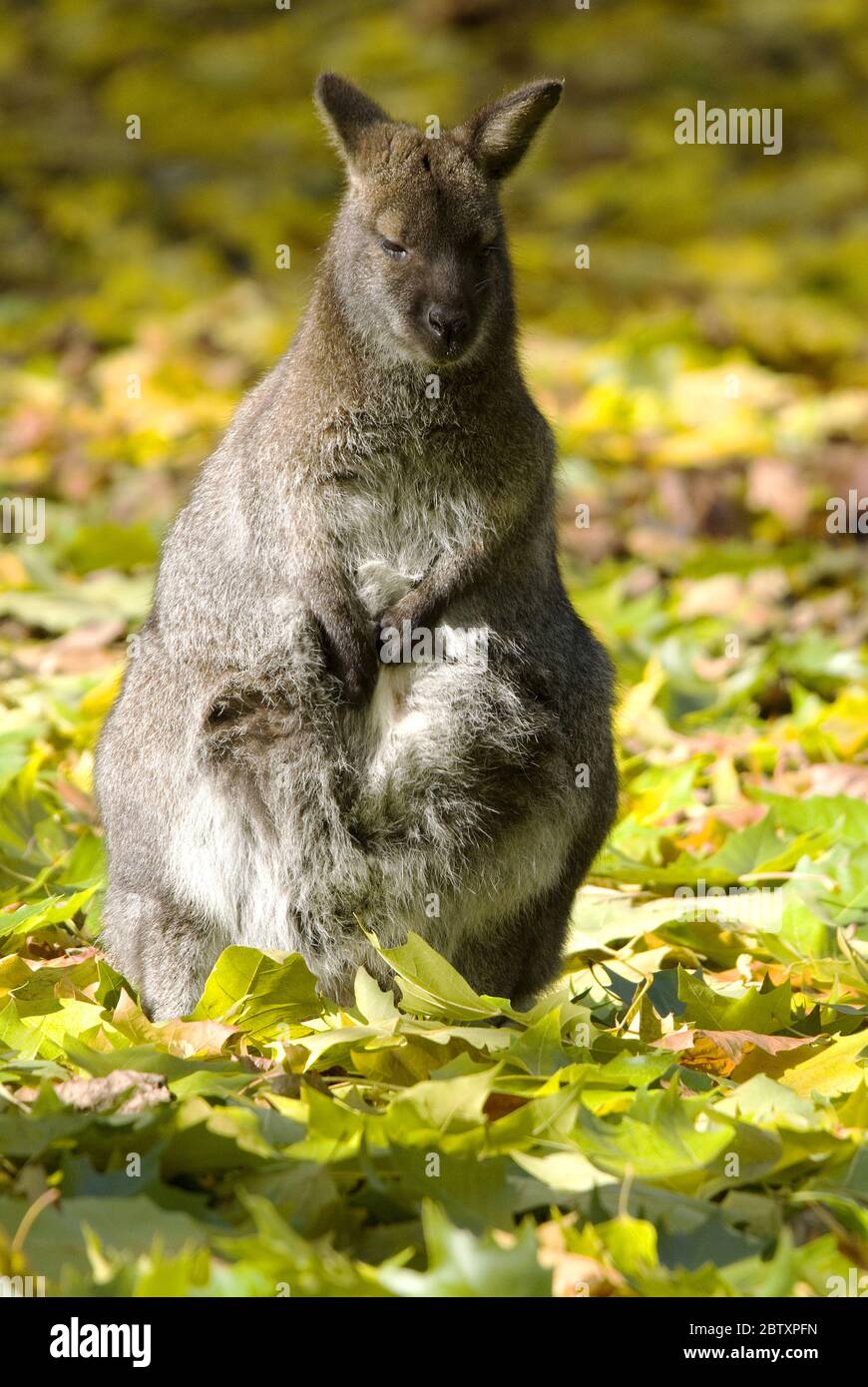 Wallaby à col rouge - Macropus rufogriseus, mammifère populaire des buissons et savanes australiennes. Banque D'Images