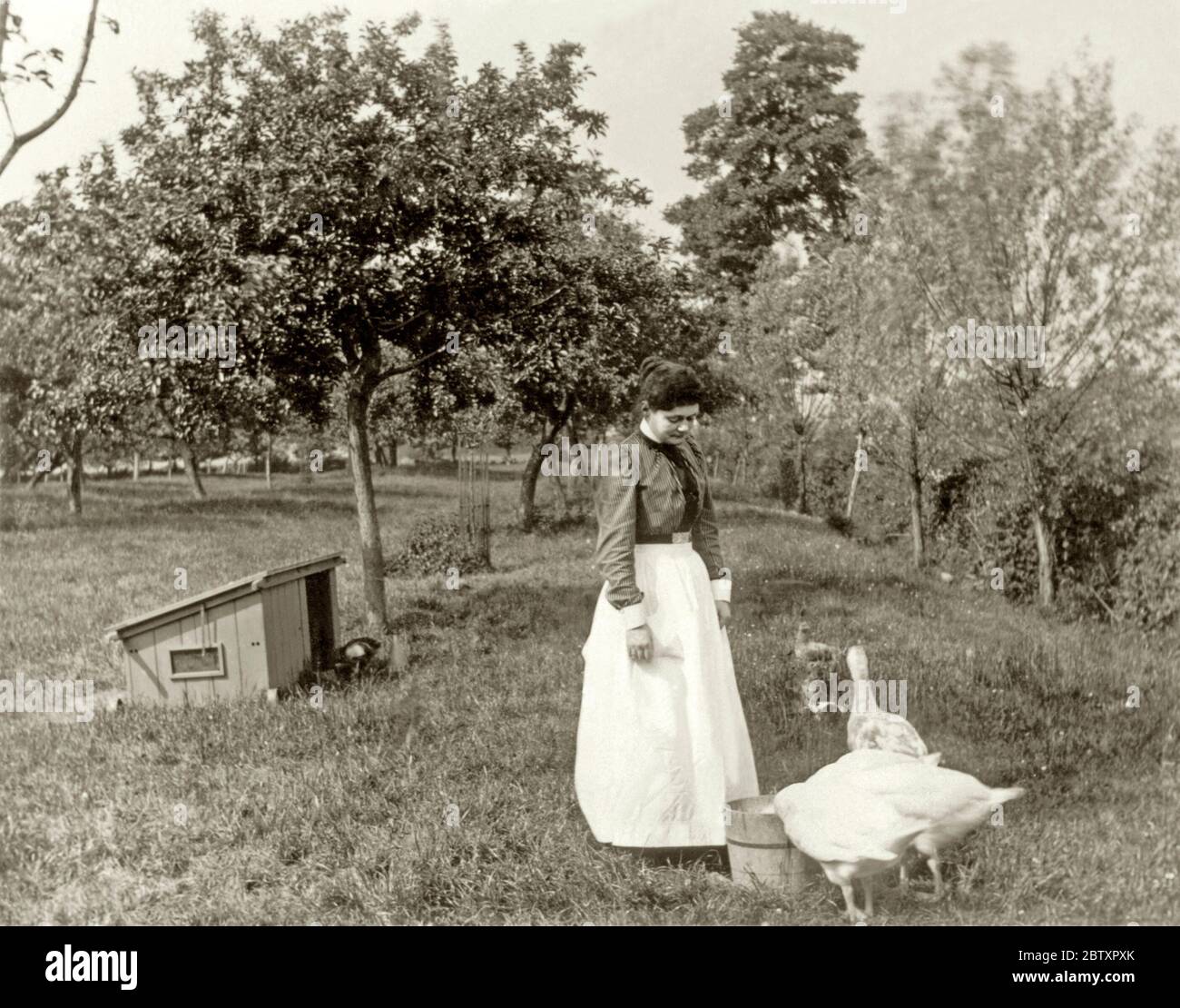 Une femme victorienne tend à ses oies dans le verger d'une ferme de Gloucestershire, Angleterre, Royaume-Uni c. 1900. Banque D'Images