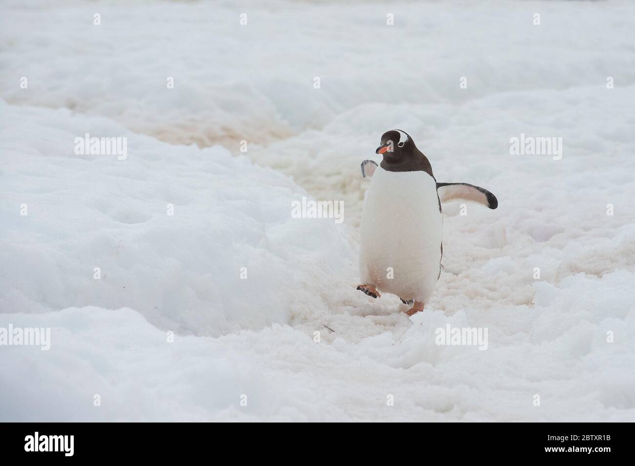 Pingouin d'Adelie sur l'Antarctique de l'île Danco Banque D'Images