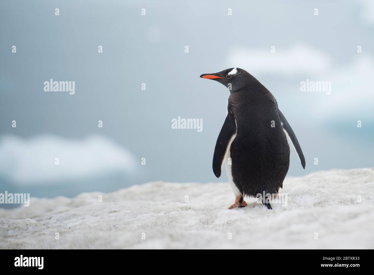 Pingouin d'Adelie sur l'Antarctique de l'île Danco Banque D'Images