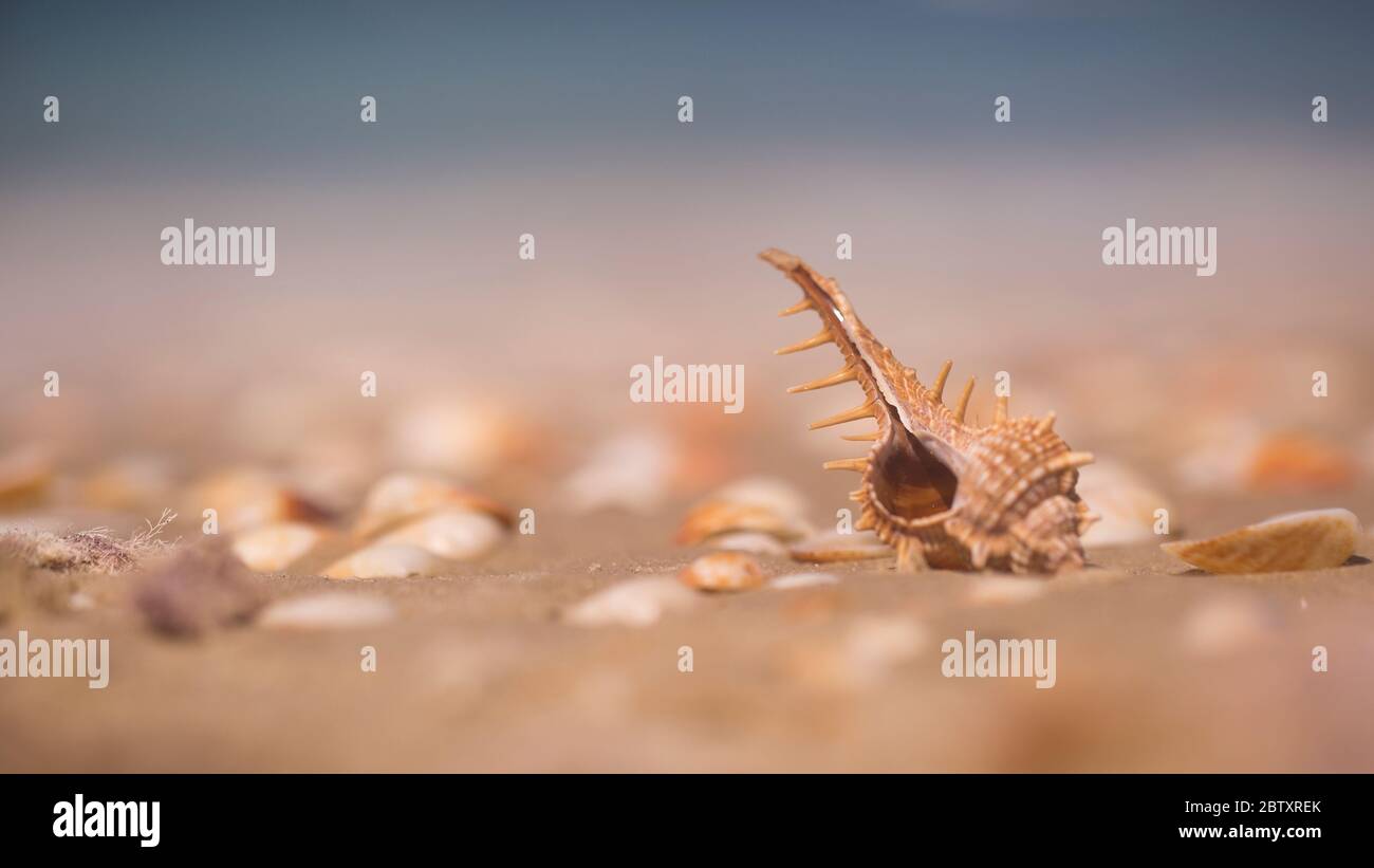Rocher epineux (Bolinus brandaris) (oiseaux) sur une plage en Israël, un escargot de mer. Murex a été à un moment très apprécié comme source de pourpre. Banque D'Images