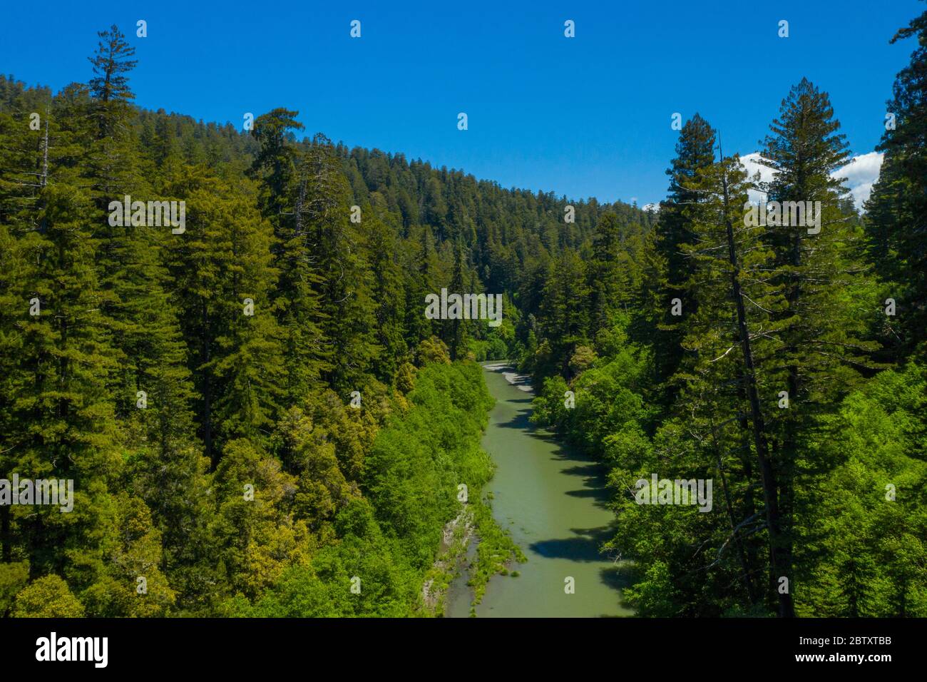 Une photo de drone d'énormes séquoias de Californie (séquoias de la côte) à côté d'une petite rivière à Redwoods, Californie, États-Unis Banque D'Images