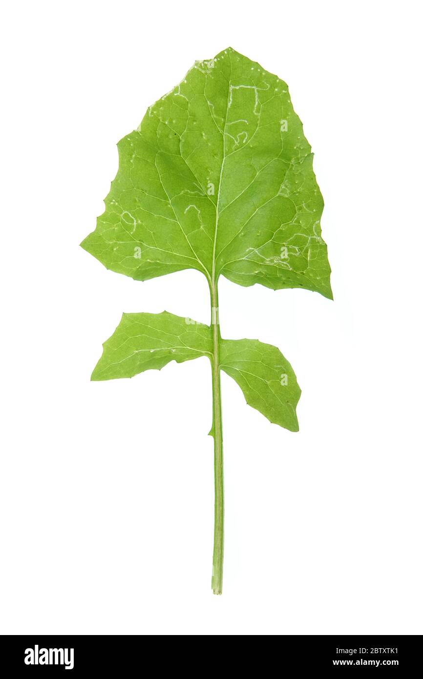 Lapsana communis (pince-plewort) feuille avec des dommages visibles de la mineuse de feuille Banque D'Images