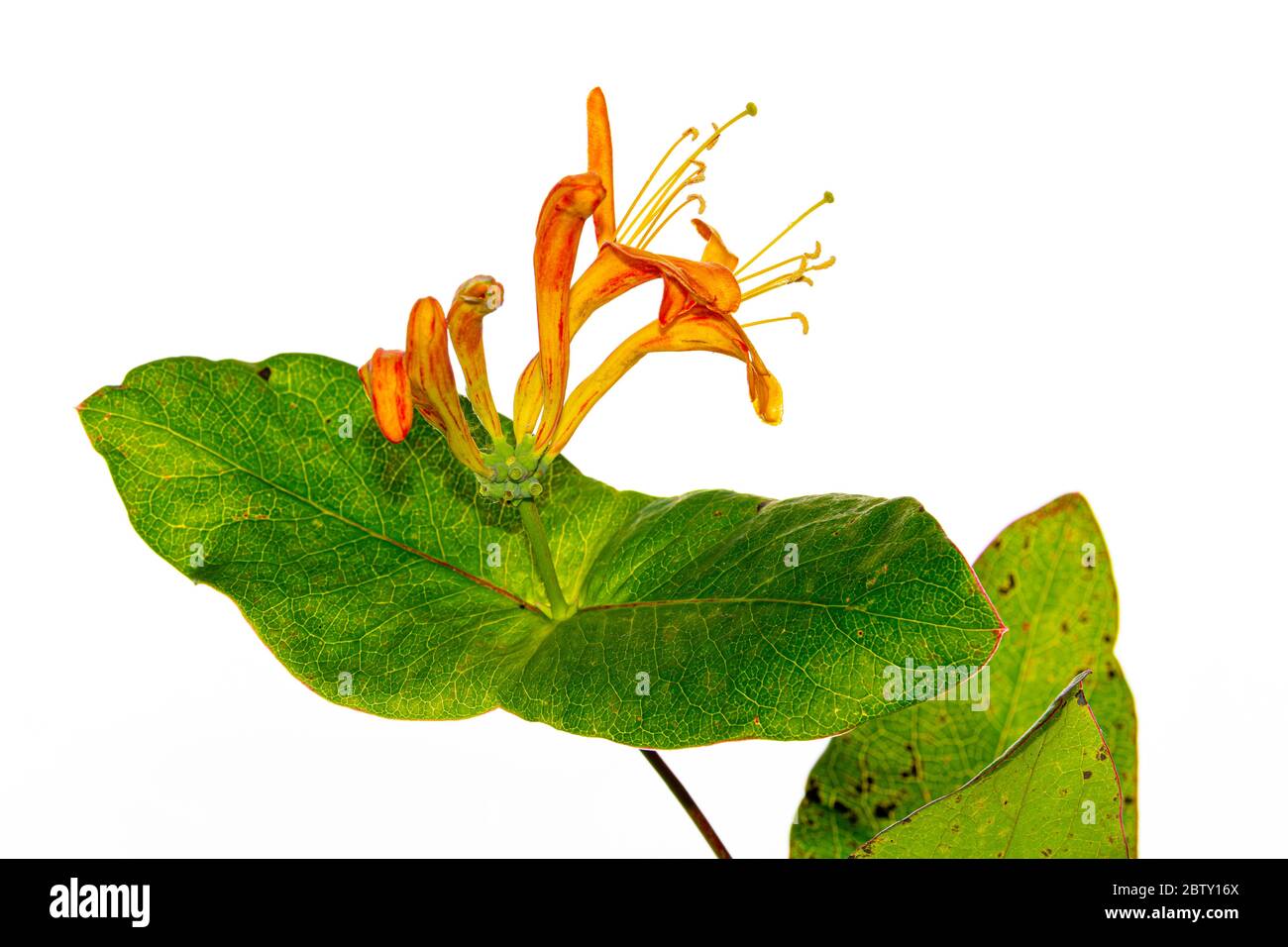 Photo de fleur de chèvrefeuille de jardin sur fond blanc Banque D'Images