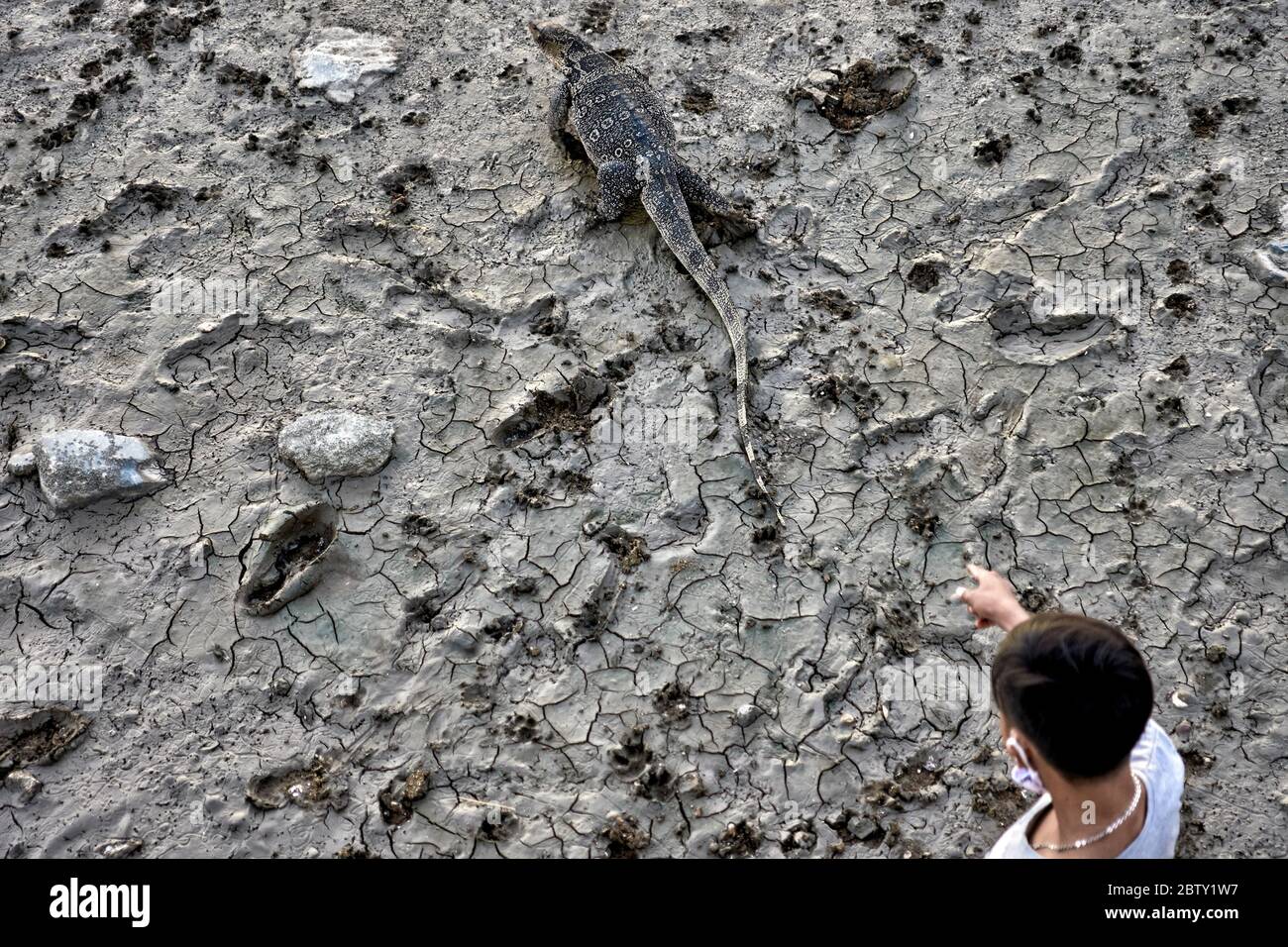 Moniteur d'eau asiatique, Varanus salvator, Thaïlande Asie du Sud-est Banque D'Images