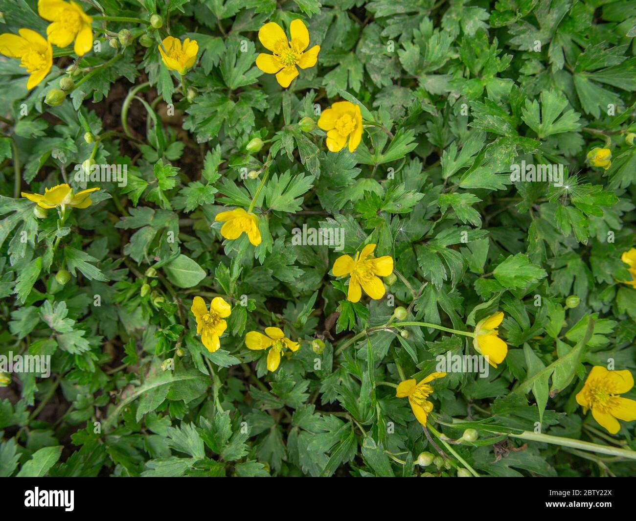 Coupe de beurre rampante en fleur, Ranunculus repens Banque D'Images
