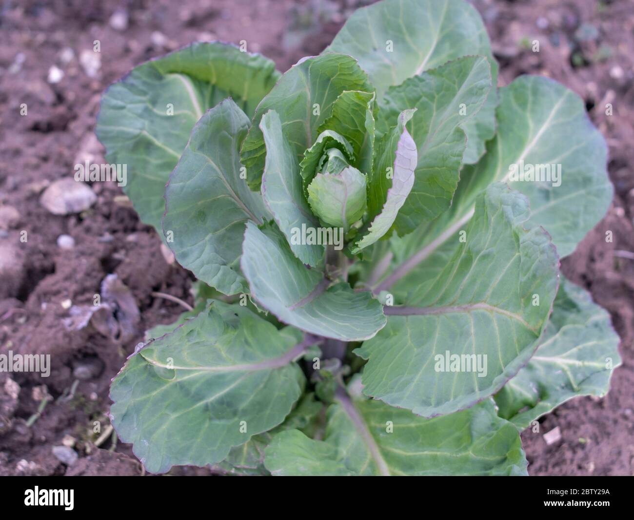 Jeune plante de chou poussant dans le jardin, Brassica oleracea capitata Banque D'Images