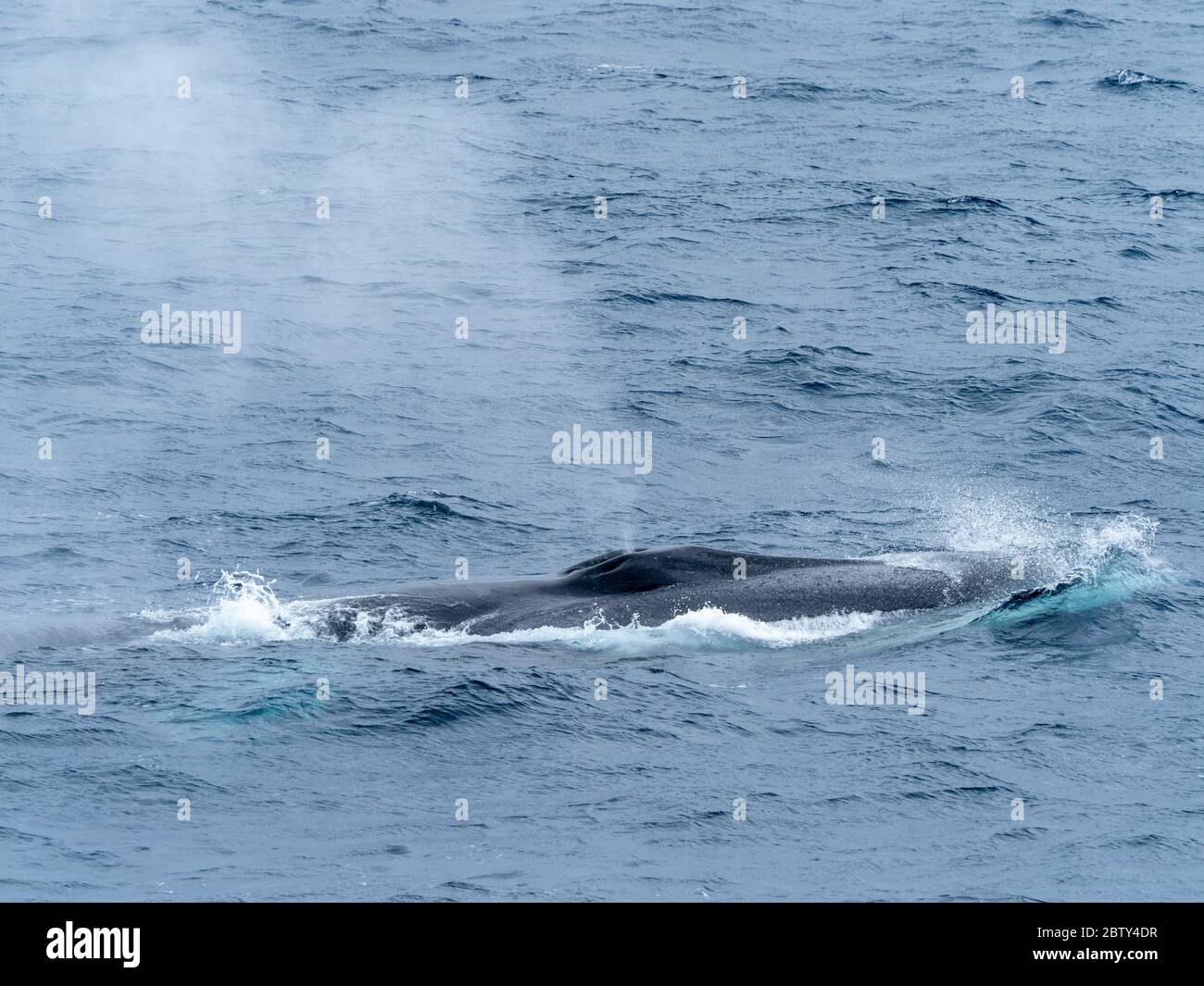 Rorqual commun (Balaenoptera physalus), faisant surface près de point Wild, Elephant Island, Antarctique, régions polaires Banque D'Images