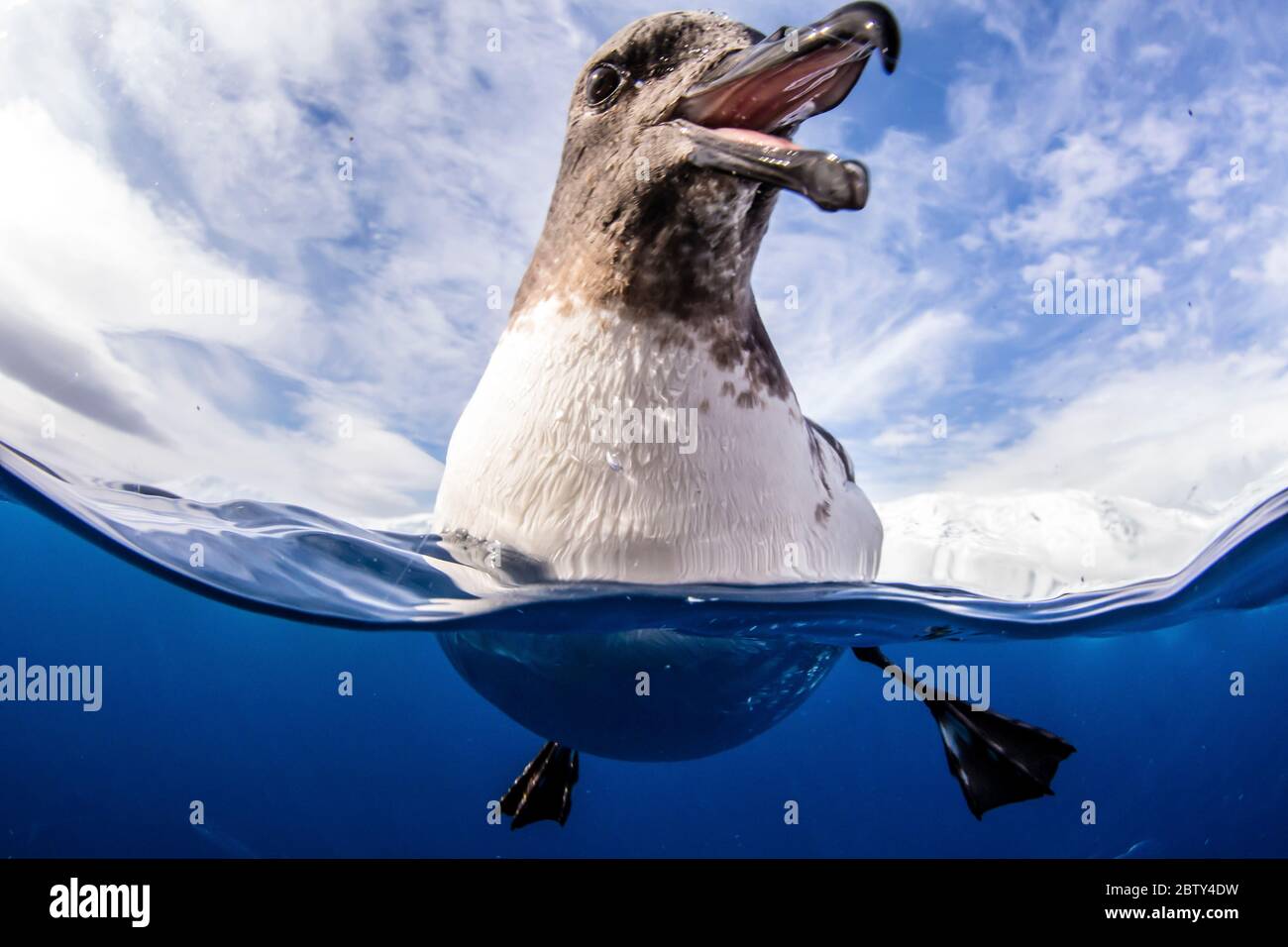 Un curieux pétrel de cap adulte (Daption capense), Lindblad Cove, Trinity Peninsula, Antarctique, régions polaires Banque D'Images