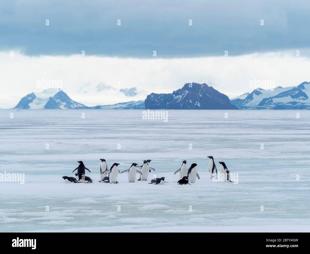 Adelie Penguins (Pygoscelis adeliae), sur une glace rapide près de l'île du diable, de la mer de Weddell, de l'Antarctique, des régions polaires Banque D'Images