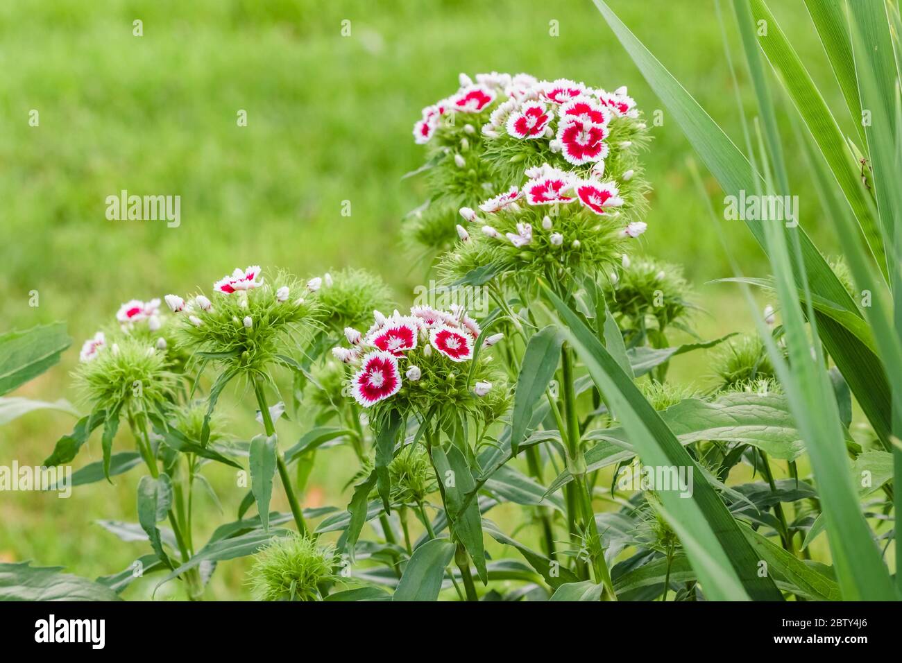 Plusieurs plantes de William doux dans le jardin avec des fleurs rouges/blanches Banque D'Images