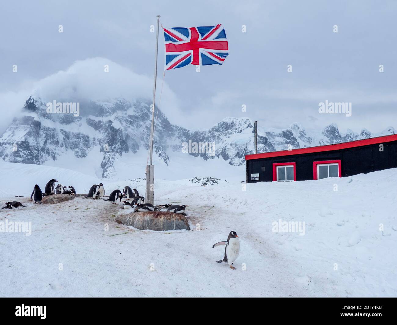 Un pingouin gentoo (Pygoscelis papouasie), une colonie de reproduction sous un drapeau de l'Union Jack volant à la base britannique A à Port Lockroy, Antarctique, régions polaires Banque D'Images