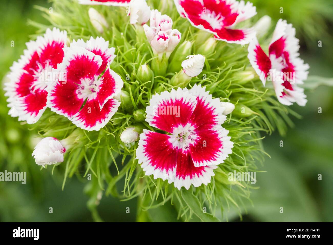 Un gros plan d'une plante de William douce avec des fleurs rouges/blanches Banque D'Images