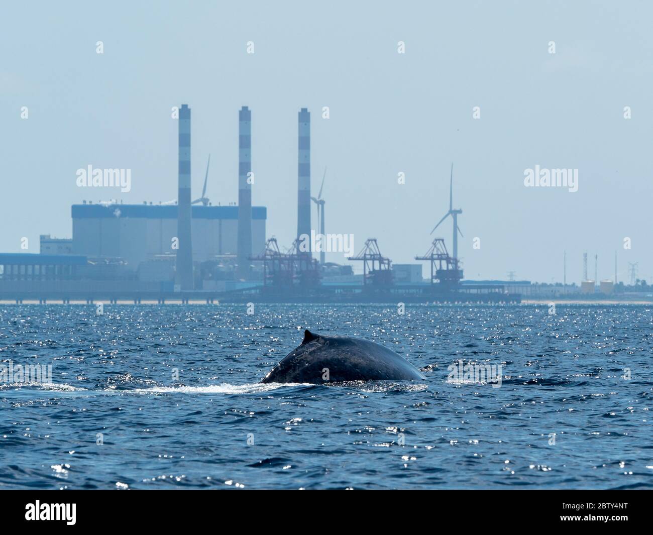 Une baleine bleue adulte (Balaenoptera musculus), surmontée au large de la péninsule de Kalpitiya, Sri Lanka, Asie Banque D'Images
