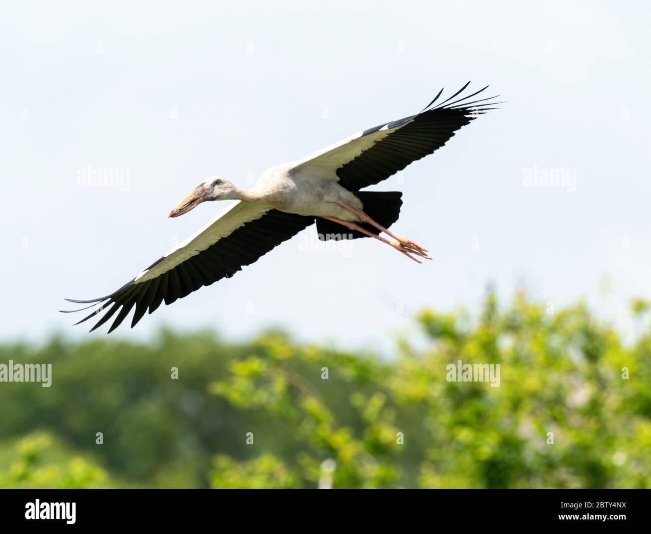Un stok asiatique à bec ouvert (Anastomus oscitans) adulte, en vol dans le parc national de Yala, Sri Lanka, Asie Banque D'Images