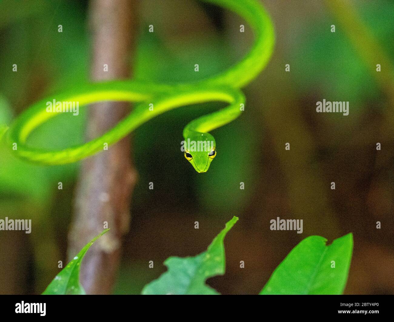 Un serpent de vigne vert adulte (Ahaetulla nasuta), dans la réserve de la forêt tropicale de Sinharaja, Sri Lanka, Asie Banque D'Images