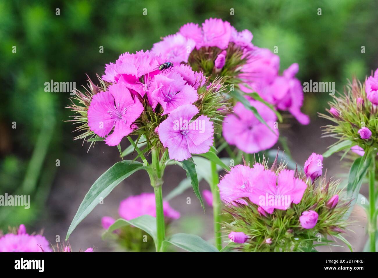 Un gros plan d'une plante de William douce avec des fleurs roses Banque D'Images