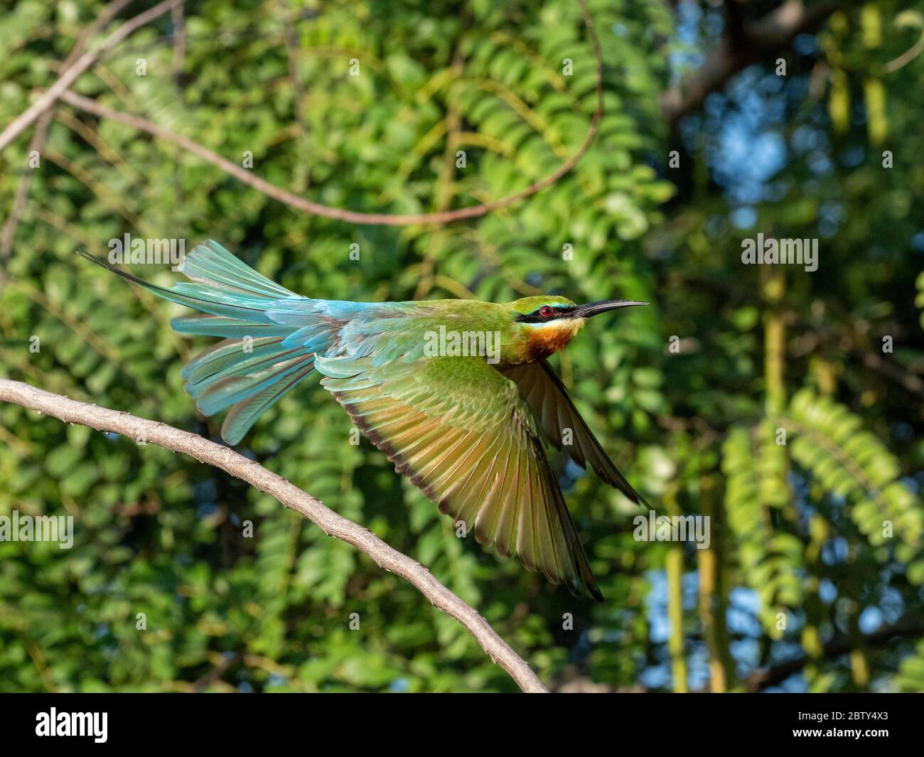 Un adulte de Merops phippinus, en vol, parc national de Yala, Sri Lanka, Asie Banque D'Images