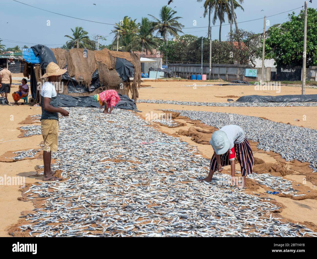 Les travailleurs ont posé les jours de prise à sécher au soleil au marché du poisson Negombo, Negombo, Sri Lanka, Asie Banque D'Images