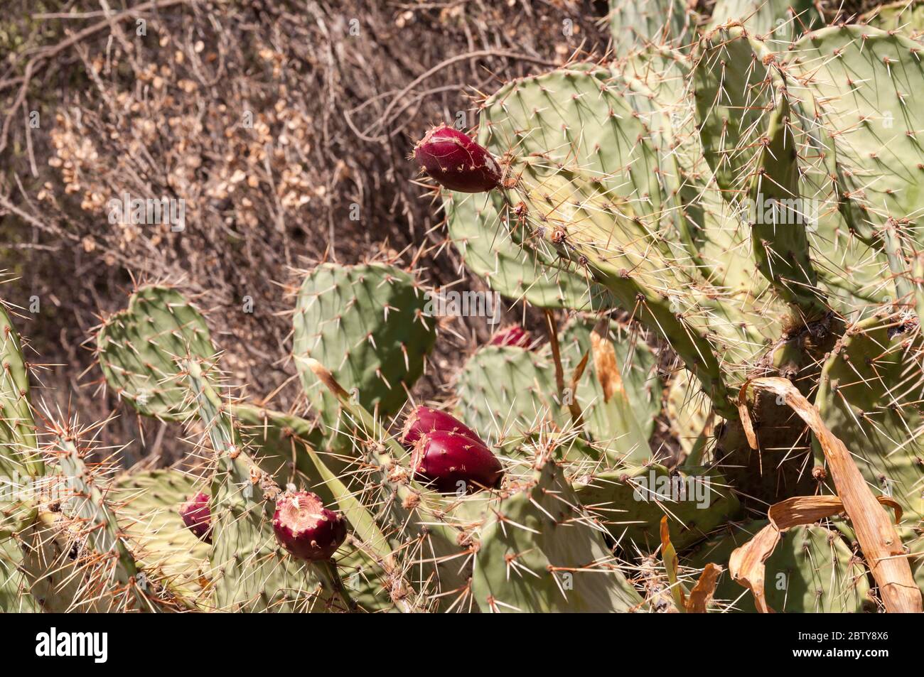 Cactus de poire pickly (Opuntia) avec gros fruits rouges foncé, France Banque D'Images
