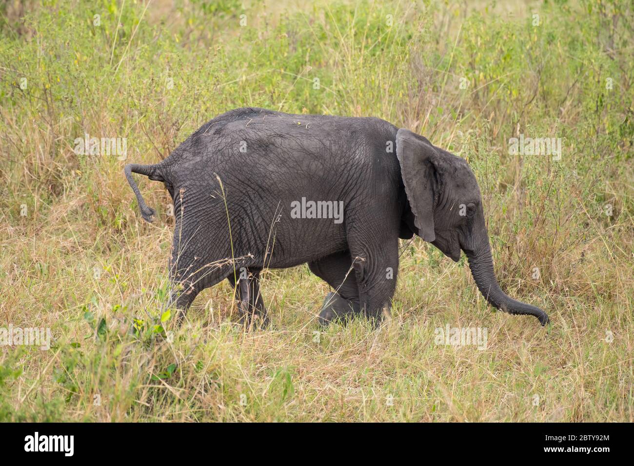 Éléphant d'Afrique et éléphant de bébé, Masai Mara Banque D'Images