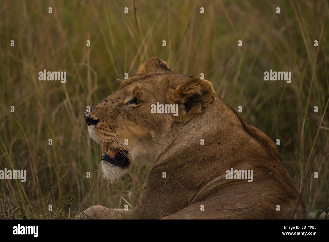 Lion africain de Masai Mara Banque D'Images