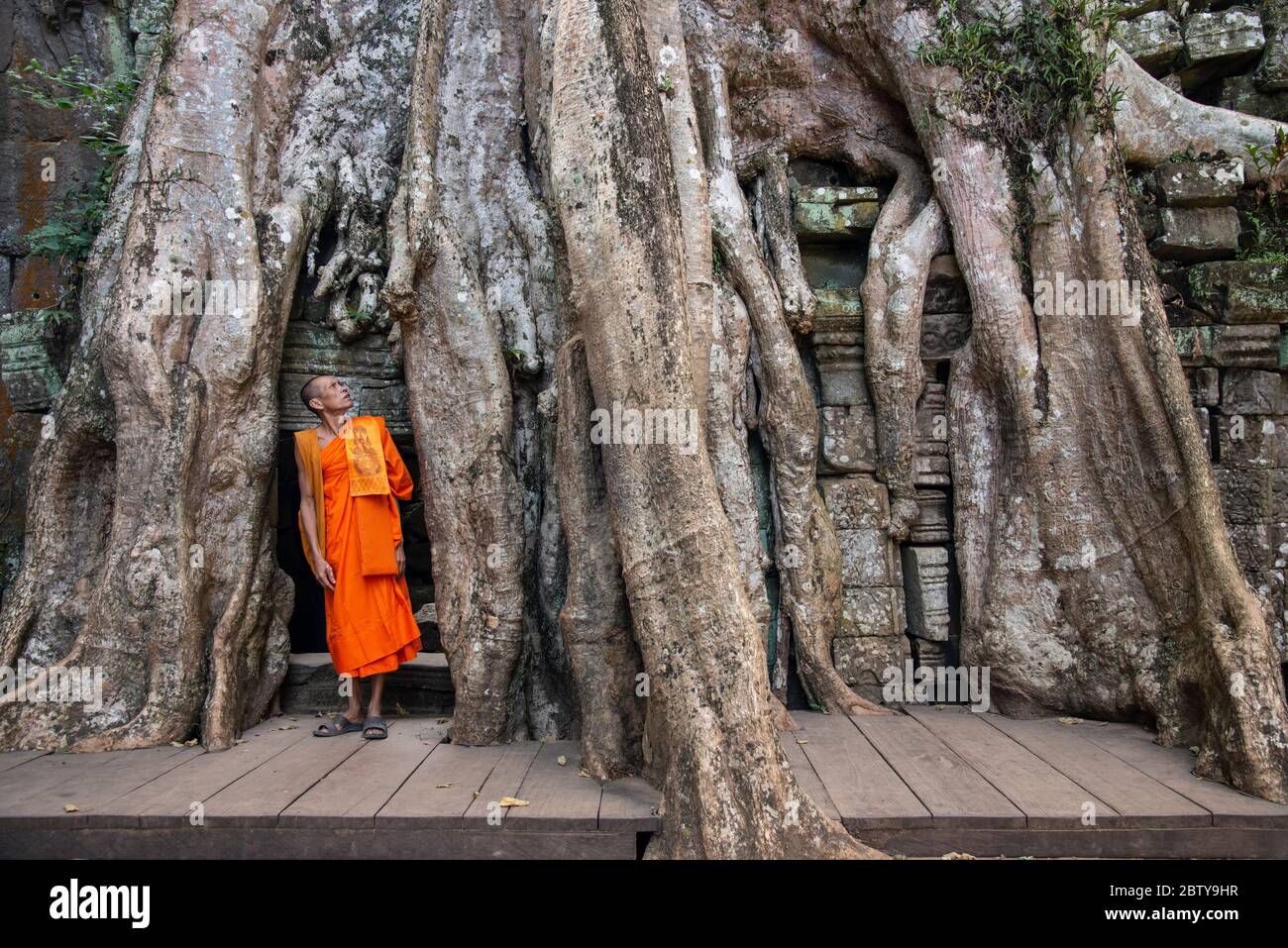 Un moine bouddhiste regarde les racines d'un baniarbre au complexe archéologique d'Angkor, site classé au patrimoine mondial de l'UNESCO, Siem Reap, Cambodge, Indochin Banque D'Images