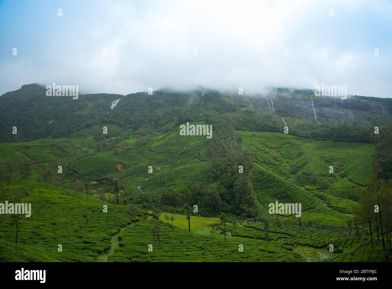 Paysage de la plantation de thé Munnar , Kerala, Inde Banque D'Images
