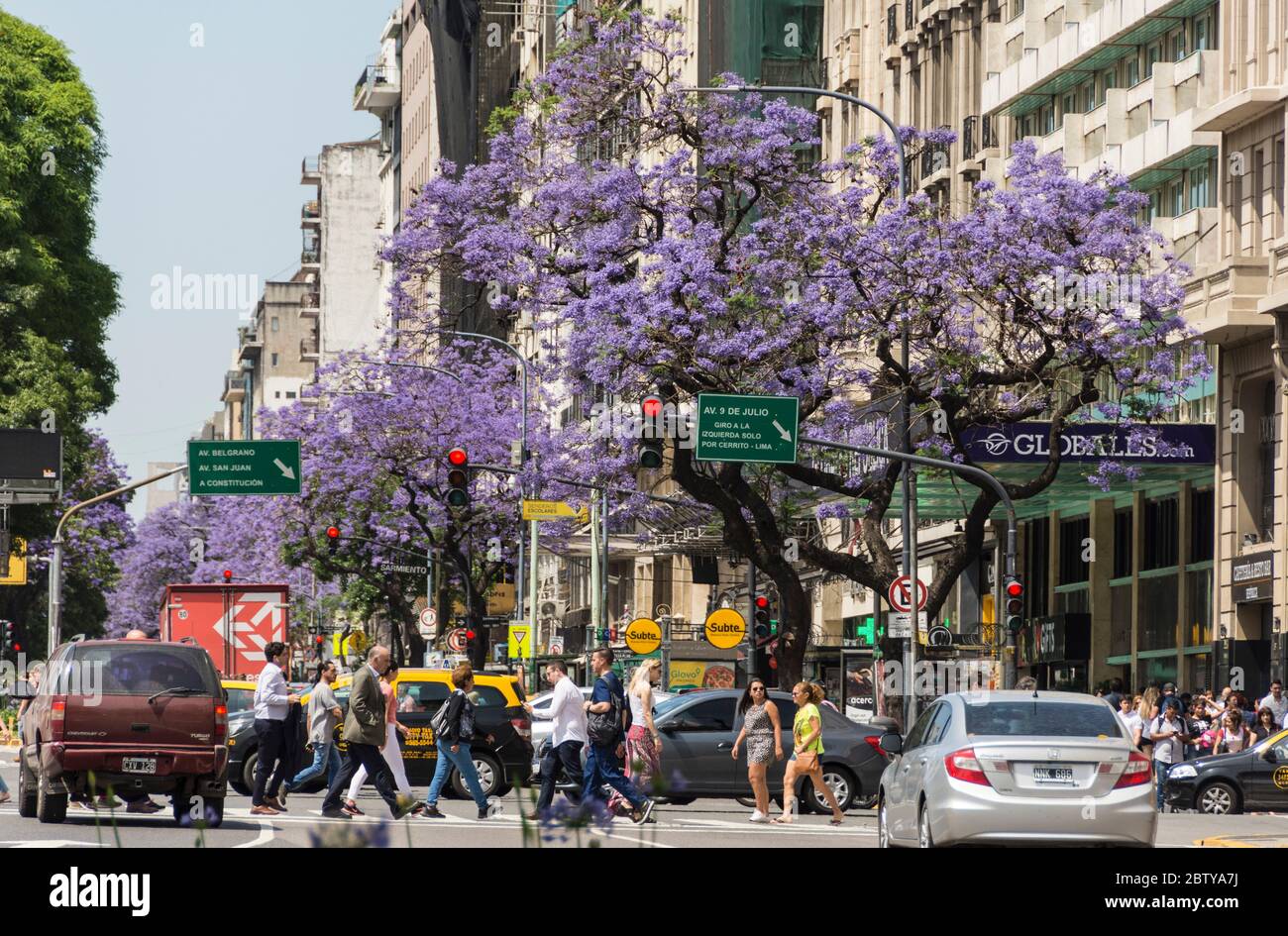 Jacaranda arbres le long de l'avenue 6 de Julio, Buenos Aires, Argentine, Amérique du Sud Banque D'Images