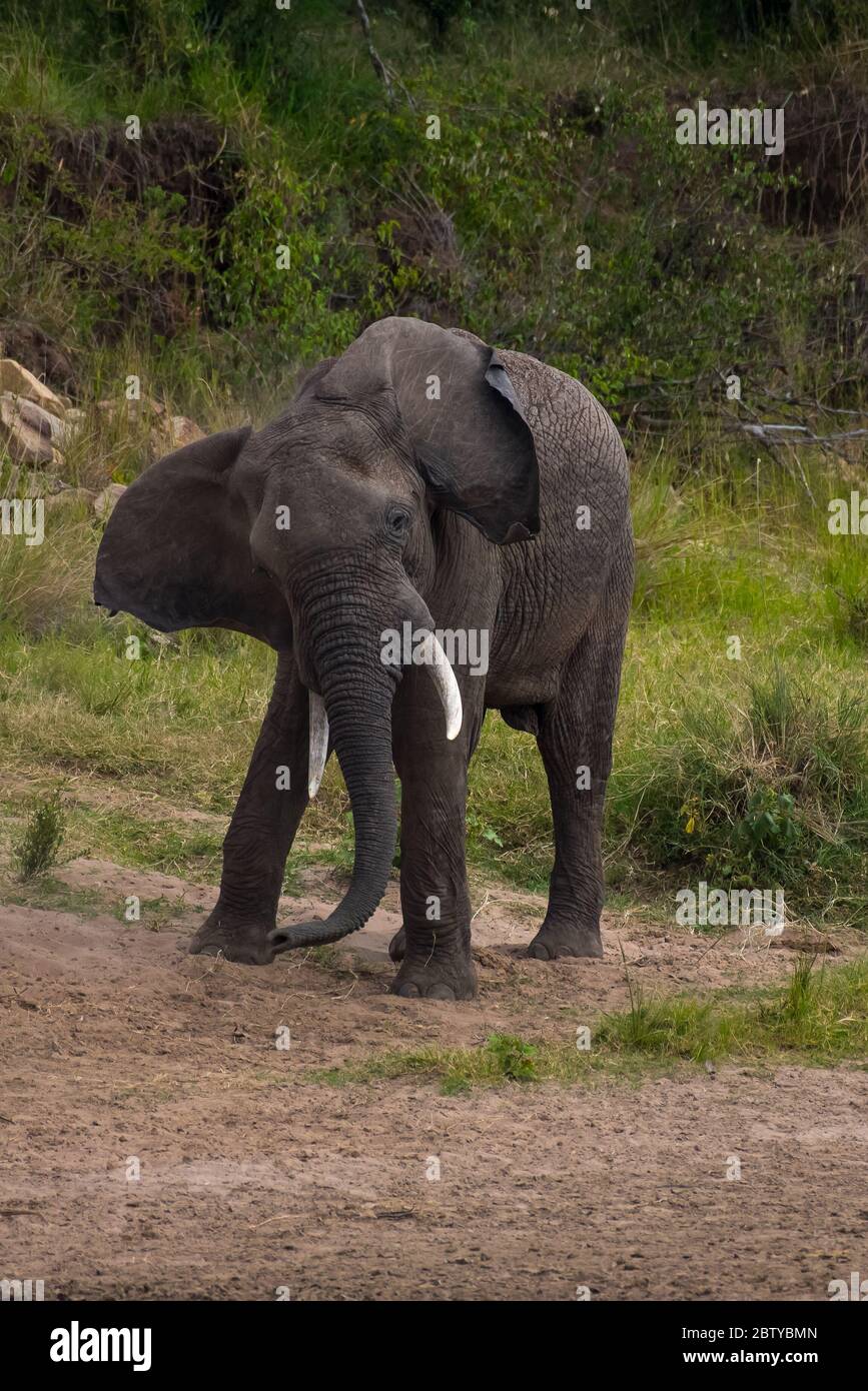 Éléphant d'Afrique, Masai Mara Kenya Banque D'Images