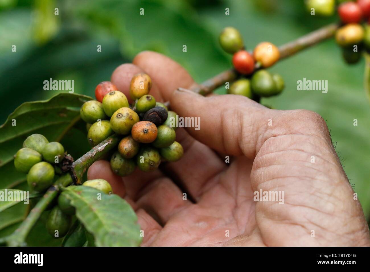 Gros plan sur le café rouge biologique frais dans une plantation de café, Dak Lak, Vietnam, Indochine, Asie du Sud-est, Asie Banque D'Images