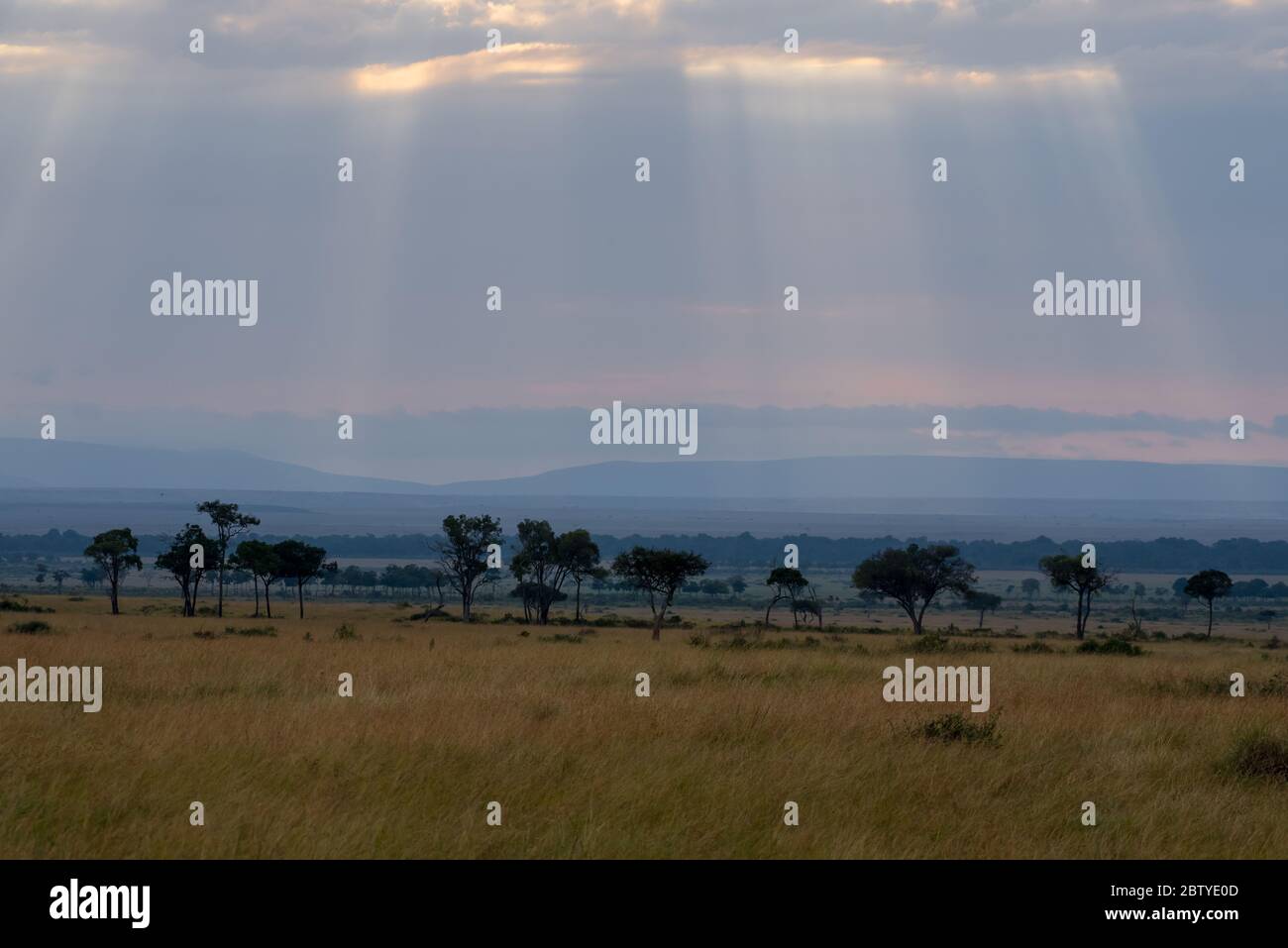 Le plus sauvage d'Afrique et les Zèbres dans le paysage de Masai Mara Banque D'Images