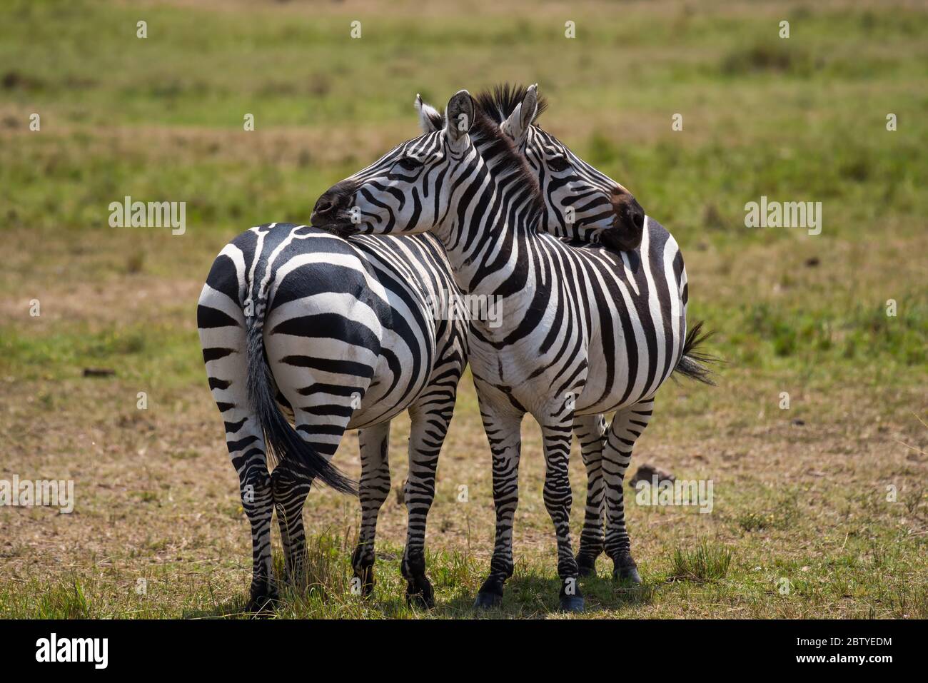 Deux Zèbres embrassants de Masai Mara Banque D'Images