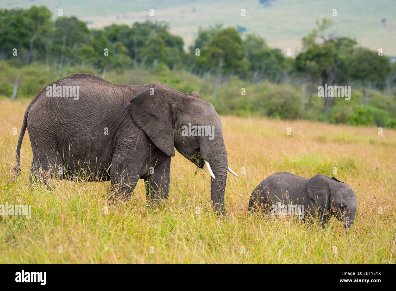 Éléphant d'Afrique et éléphant de bébé, Masai Mara Banque D'Images