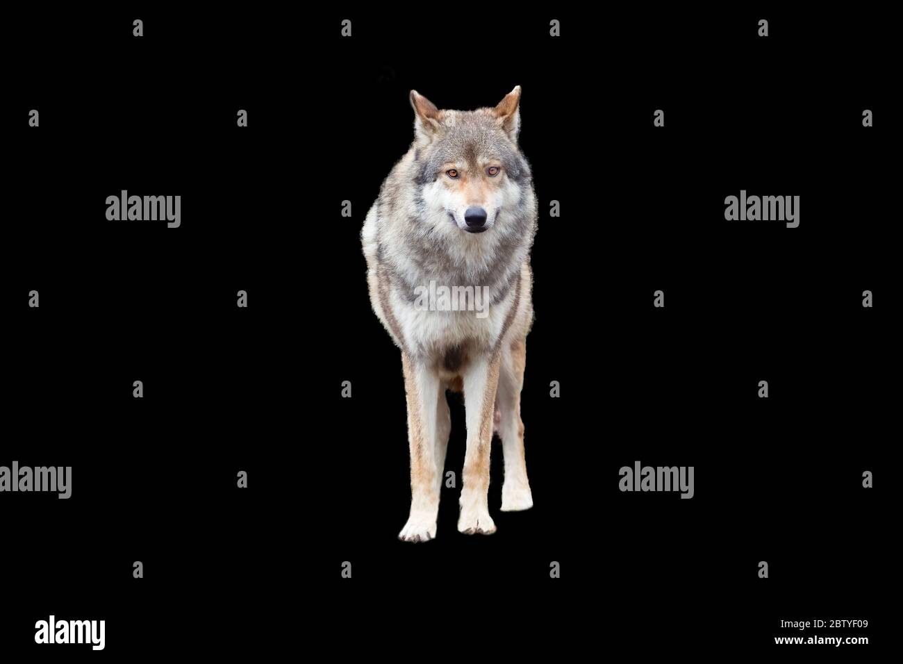 Loup à bois canadien (Canis lupus occidentalis) debout Banque D'Images