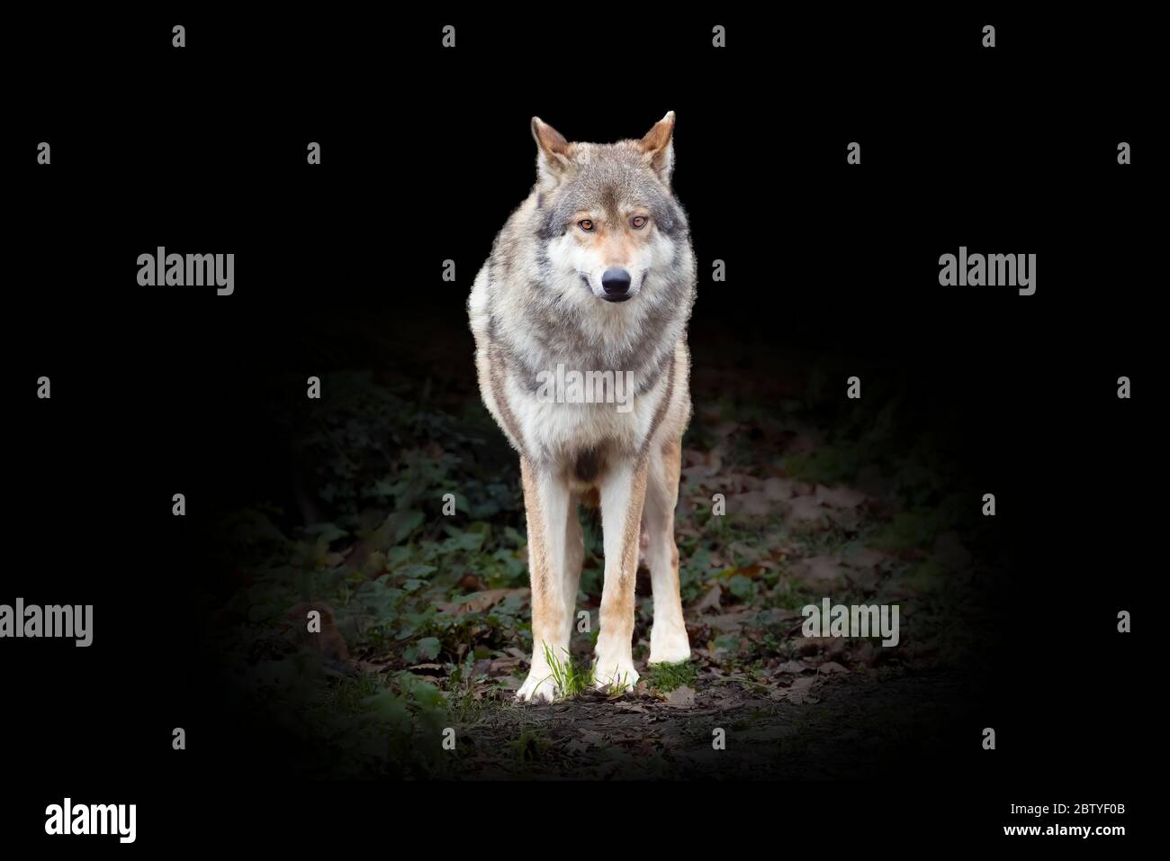 Loup à bois canadien (Canis lupus occidentalis) debout Banque D'Images