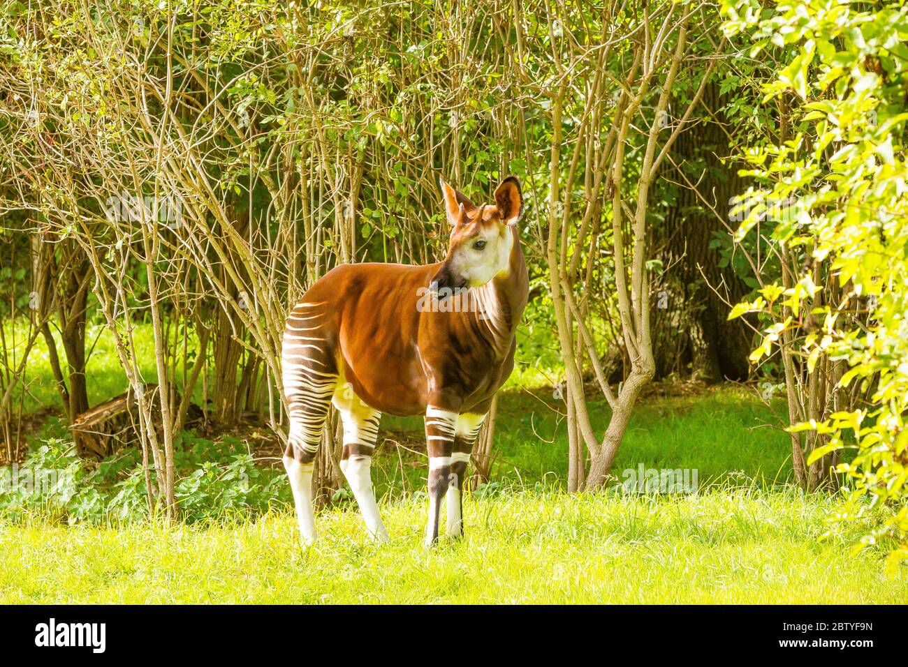 Okapi (Okapia johnstoni) debout sous les arbres Banque D'Images