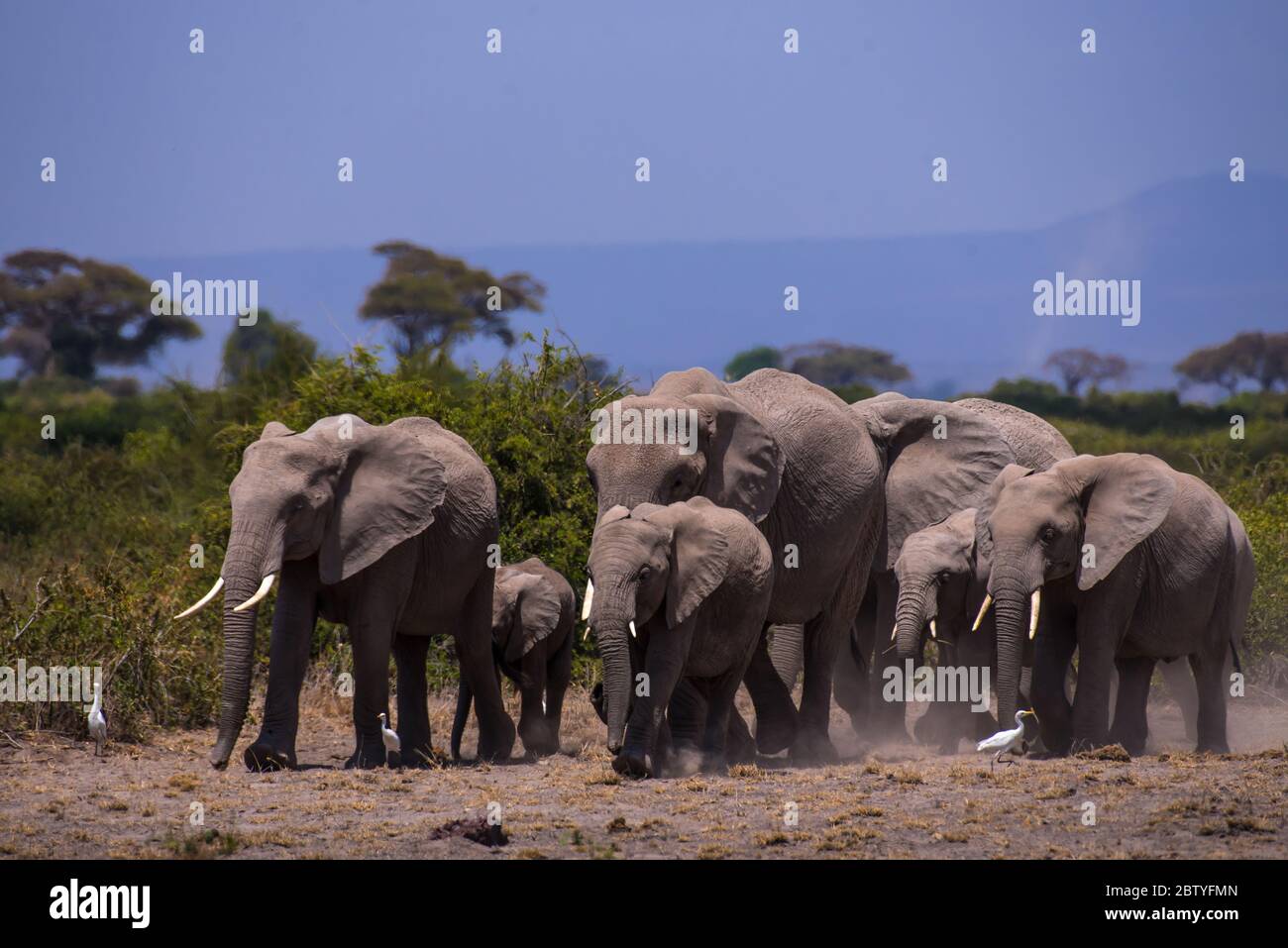 Éléphants d'Afrique ou Tusskers d'Amboseli Kenya Banque D'Images