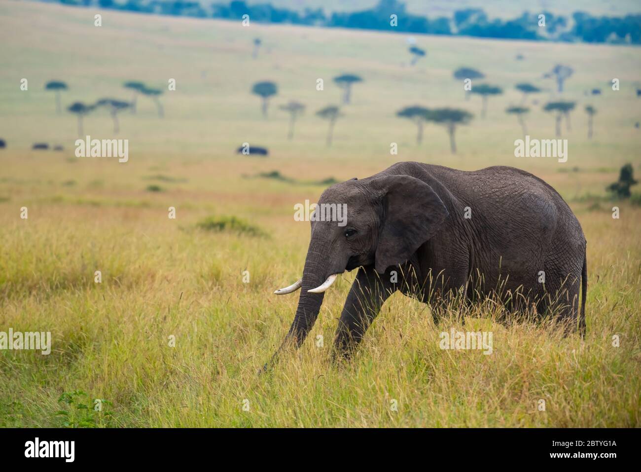 Éléphant d'Afrique, Masai Mara Kenya Banque D'Images